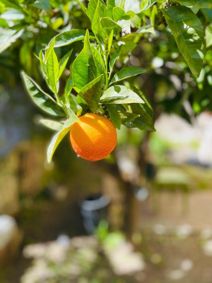 Il Giardino Di Iole Via Giovanni Amendola N36 Sassari Exterior foto